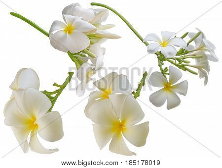 Plumeria flower Isolated on white background. Tropical flowers.