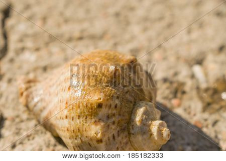 The shell of snails on the ground