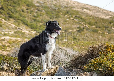 Border Collie dog standing on a rock with the maquis in the mountains of Corsica in the background and yellow flowers in the foreground