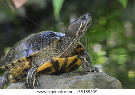 Great look of a painted turtle balancing on a rock in the wild.