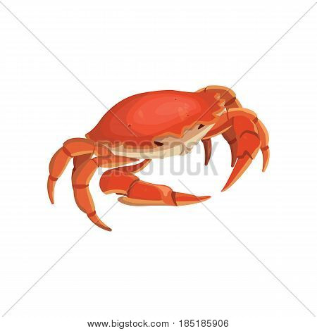 vector red crab, shellfish realistic illustration isolated