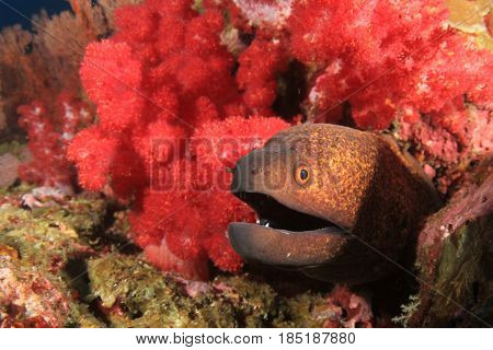 Yellowmargin Moray Eel