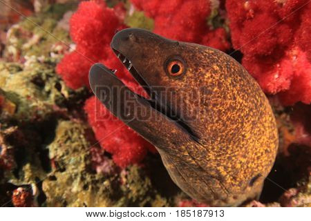 Yellowmargin Moray Eel