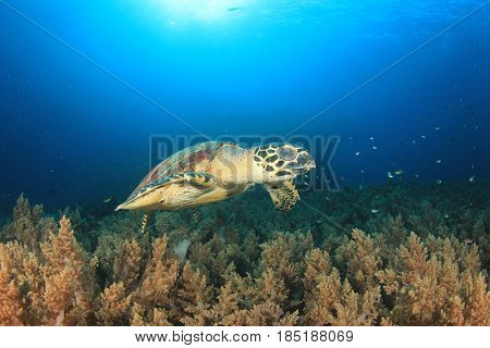 Hawksbill Sea Turtle