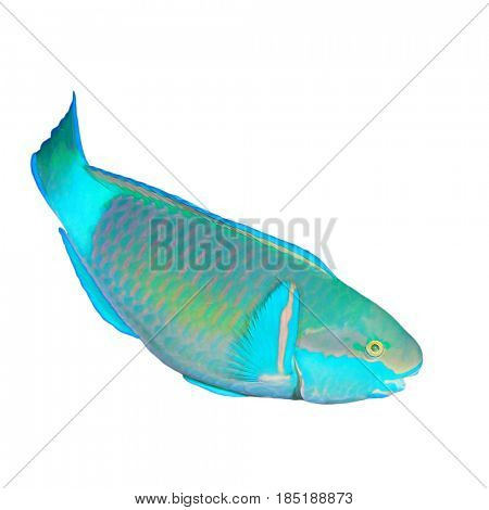 Bullethead Parrotfish isolated on white background