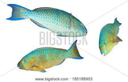 Blue-barred Parrotfish fish isolated on white background