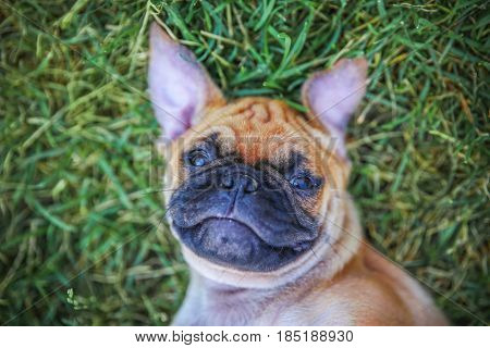  a cute chihuahua pug mix puppy (chug) looking at the camera while lying in the grass during a hot summer day 