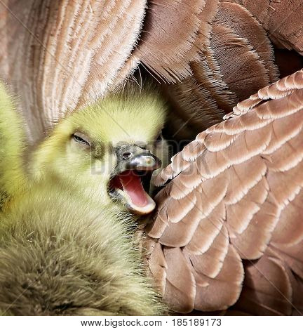 a brand new gosling cuddles with its mom in a nest at a local wildlife park refuge 