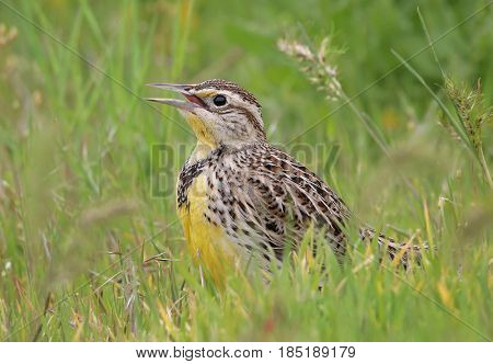 a western meadowlark in tall grass looking for bugs to eat