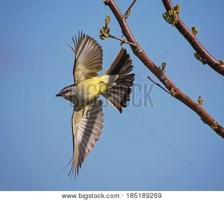 a western kingbird taking off from a tree branch on a warm sunny summer afternoon 