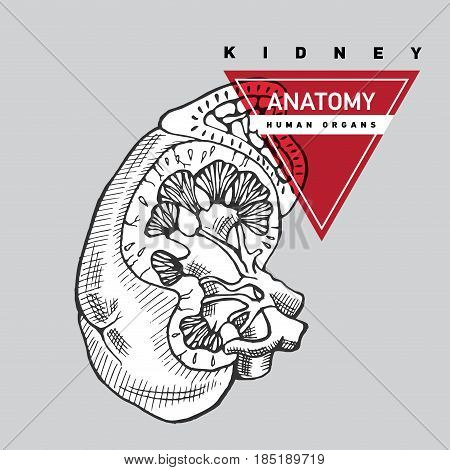 Outline kidney illustration. Template design for school, hospitals or your design. Human anatomy of organ.
