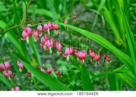 Spring landscape. bleeding heart (Dicentra spectabilis) flowers