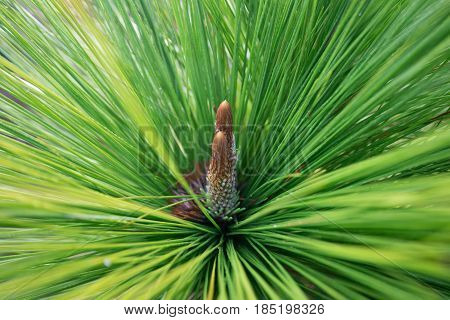 Merkus Pine
