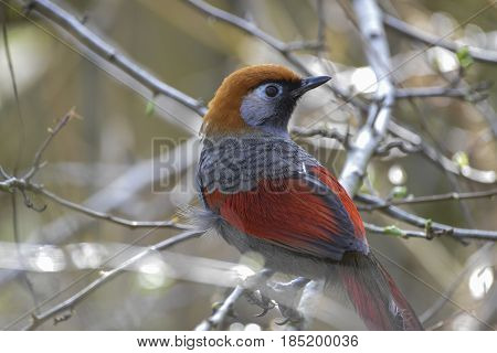 Beautiful Red Tailed Laughing Thrush Bird Trochalopteron Milner Perched In Tree In Spring Sunlight