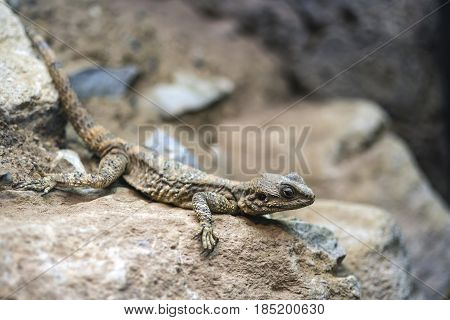 Beautiful Painted Dragon Reptile Stellagama Stellio Brachydactyla On Rock
