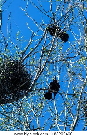 Crows and crow's nests on trees, natural background with bird