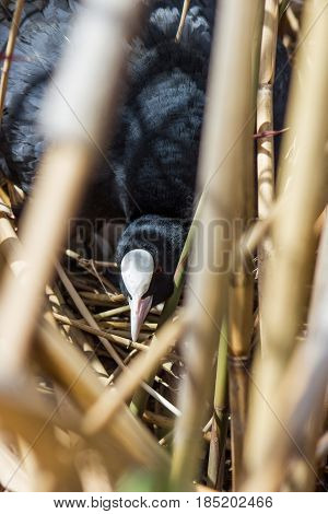 duck coot on nest with eggs in reeds, natural background with bird