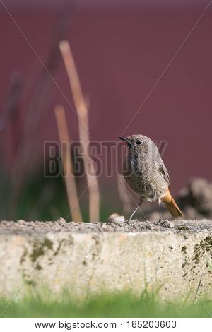 Single Redstart Small Bird Stands In The Garden With Big Worm