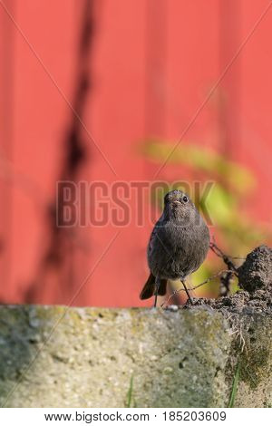 Single Redstart Small Bird Stands In The Garden And Looks Into Camera
