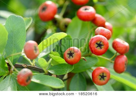 Chiński firethorn
