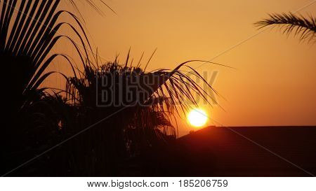 Beautiful Sunrise through Pine Trees on Sunny Day