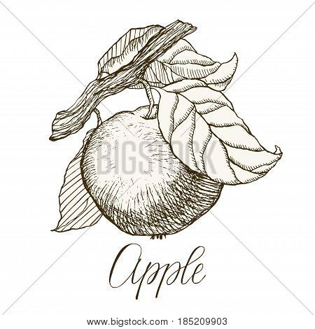 Highly detailed hand drawn garden fruit. Apple on a branch