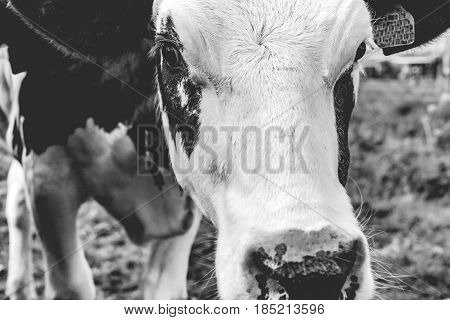 Grazing cows along the ditch side. Young farm animals graze in the wieland of fresh fresh spring grass along the waterfront and look curiously in the camera