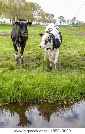 Grazing cows along the ditch side. Young farm animals graze in the wieland of fresh fresh spring grass along the waterfront and look curiously in the camera