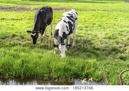 Grazing cows along the ditch side. Young farm animals graze in the wieland of fresh fresh spring grass along the waterfront and look curiously in the camera