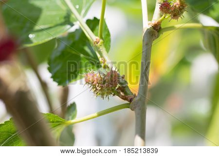 Selective focus of mulberry on tree. Young mulberry on tree and blurred in the background.
