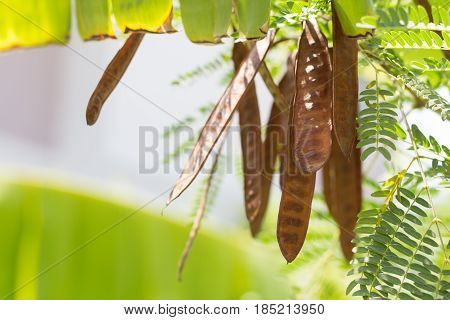 Lead tree is herb in the Siam and Thai call 