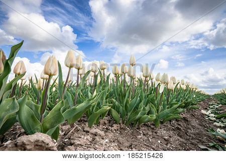 Stock photo flowers bulb fields in the Dutch landscape. Beautifully colored tulips in the far-reaching lowlands of the Netherlands. The most famous export product in the Netherlands next to cheese