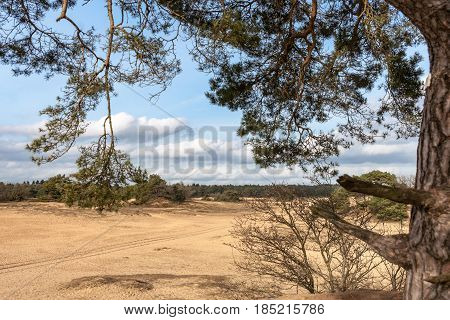 Pine trees and sand dunes in the desert at Kootwijk in the Netherlands