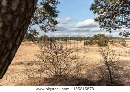 Pine trees and sand dunes in the desert at Kootwijk in the Netherlands