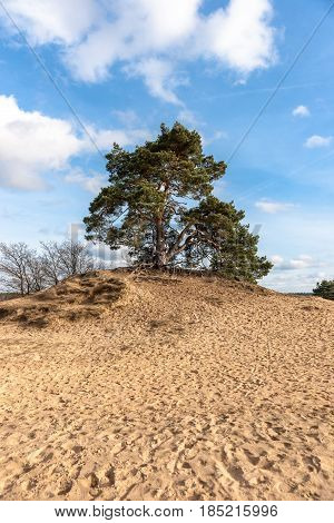 Pine trees and sand dunes in the desert at Kootwijk in the Netherlands