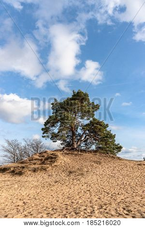 Pine trees and sand dunes in the desert at Kootwijk in the Netherlands