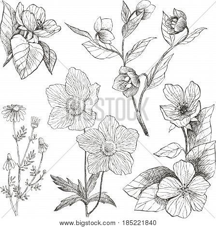 Vintage botanical detailed illustration wild flowers set. Engraving style. Hand drawing illustration. Vector