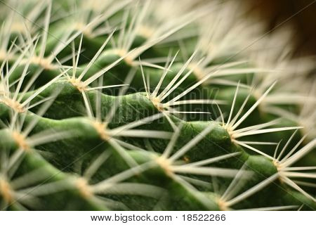 Cactus lukke