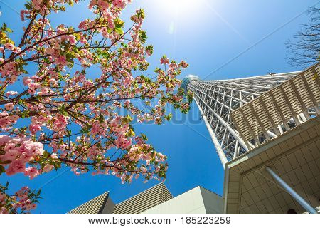 Tokyo Skytree with cherry blossoms in full bloom in Sumida District, Tokyo, Japan. Tokyo Skytree is the tallest tower in the world, broadcasting and observation tower. Blue sunny sky. Horizontal shot.