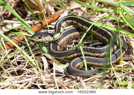 Thamnophis (Thamnophis sirtalis)