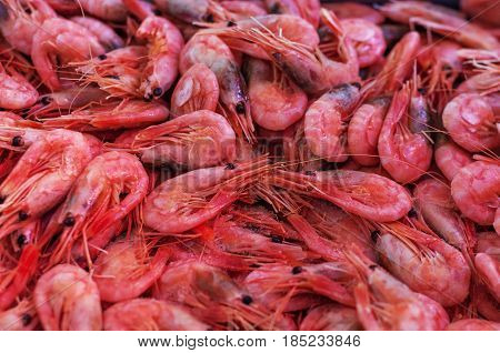 Pink shrimps background texture. A lot of sea prawns or pattern of krill.