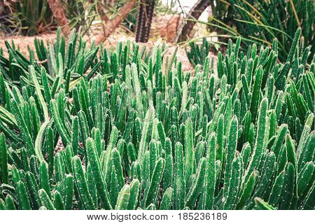 succulents and cactus blooming decoretive on garden with small rock in vintage tone.