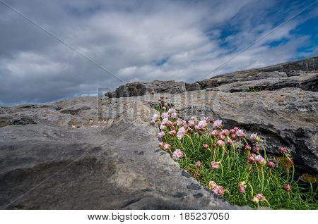 Small purple flowers growing on a hole between rocks on the cliffs in Doolins Bay, The Burren, County Clare, Ireland
