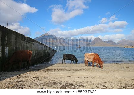 Cows at Elgol, Isle of Skye, Scotland