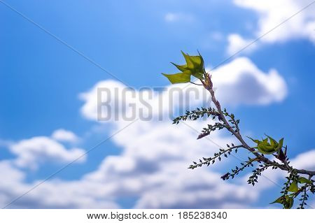 Leaves Are Sprouting And Growing With Blue Sky On Branches In Spring
