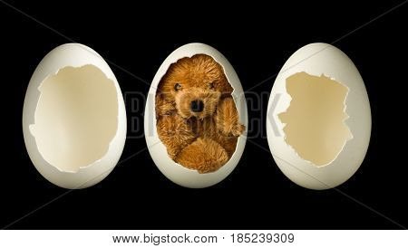 Little teddy bear in an egg plus two empty open eggs, to photoshop a baby or object in it