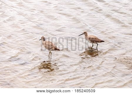 Marbled Godwit Shorebird, Limosa Fedoa