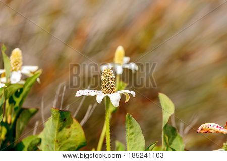White flower on Yerba mansa plant Anemopsis californica blooms in spring at the Bolsa Chica wetlands in Huntington Beach California
