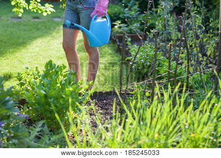 Vegetables and herbs garden, woman with watering can standing by lovage herb, sugar peas