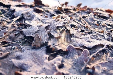 Frozen leaves lying on the beachside a beautiful winters day
